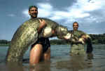226 cm Segre