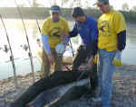 Pesatura