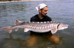 22 kg x 137 cm